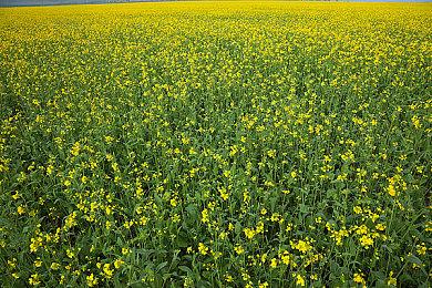 《尼尔：机械纪元》累计销量即将突破1000万套